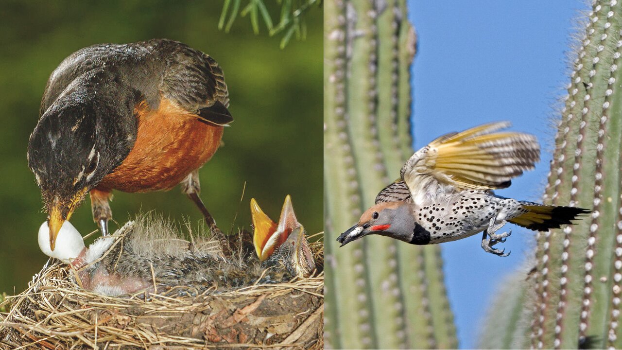 Mother Bird Cleaning the Nest | How Does The Mother Bird Keep The Nest Clen?