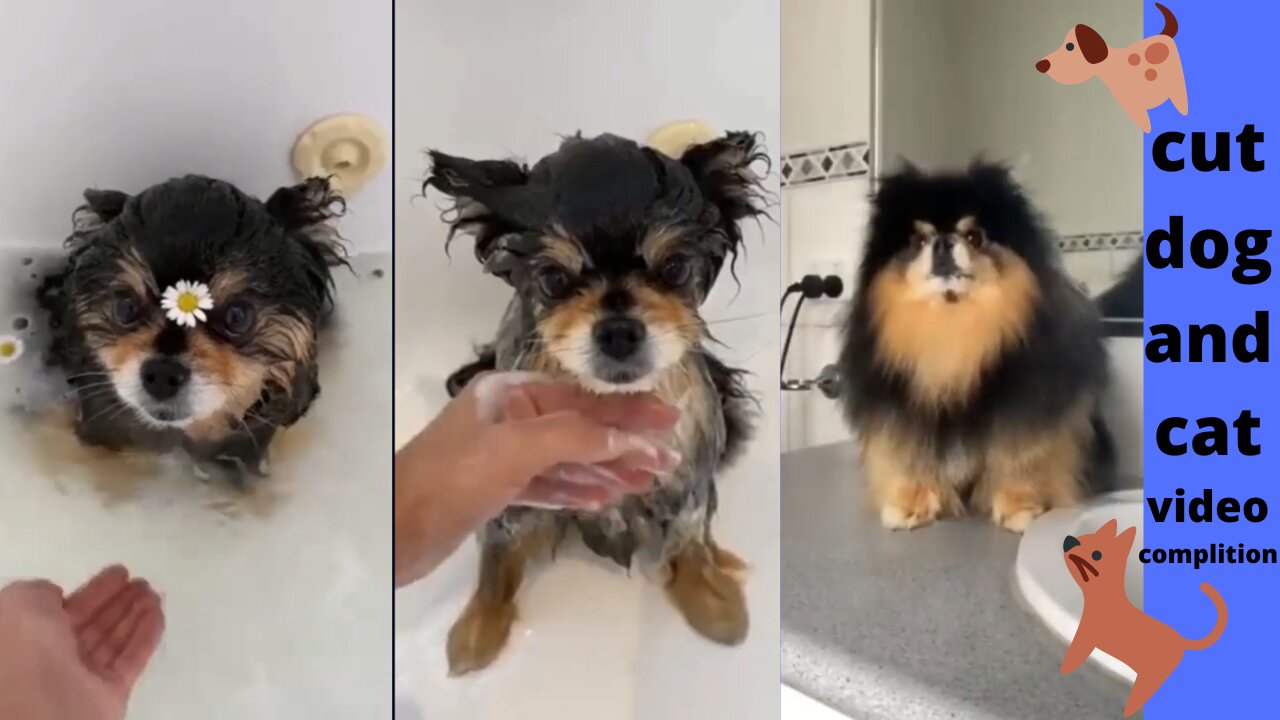 Cute dog and cat videos compilation 😁😂🤣😅😉🛀