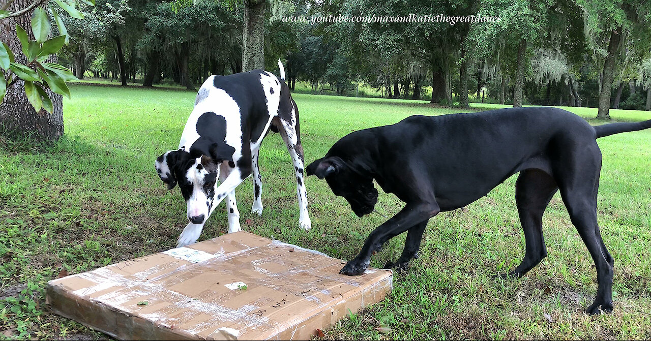 Funny Great Danes Ignore Newspaper and Try Carry Big Box