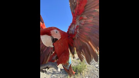 Flying macaw Ernie