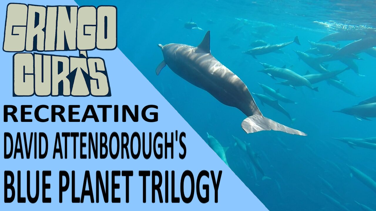 World Famous Spinner Dolphins, Giant Manta Rays, Schools of Tuna & Huge Bait Balls - Let's Go!