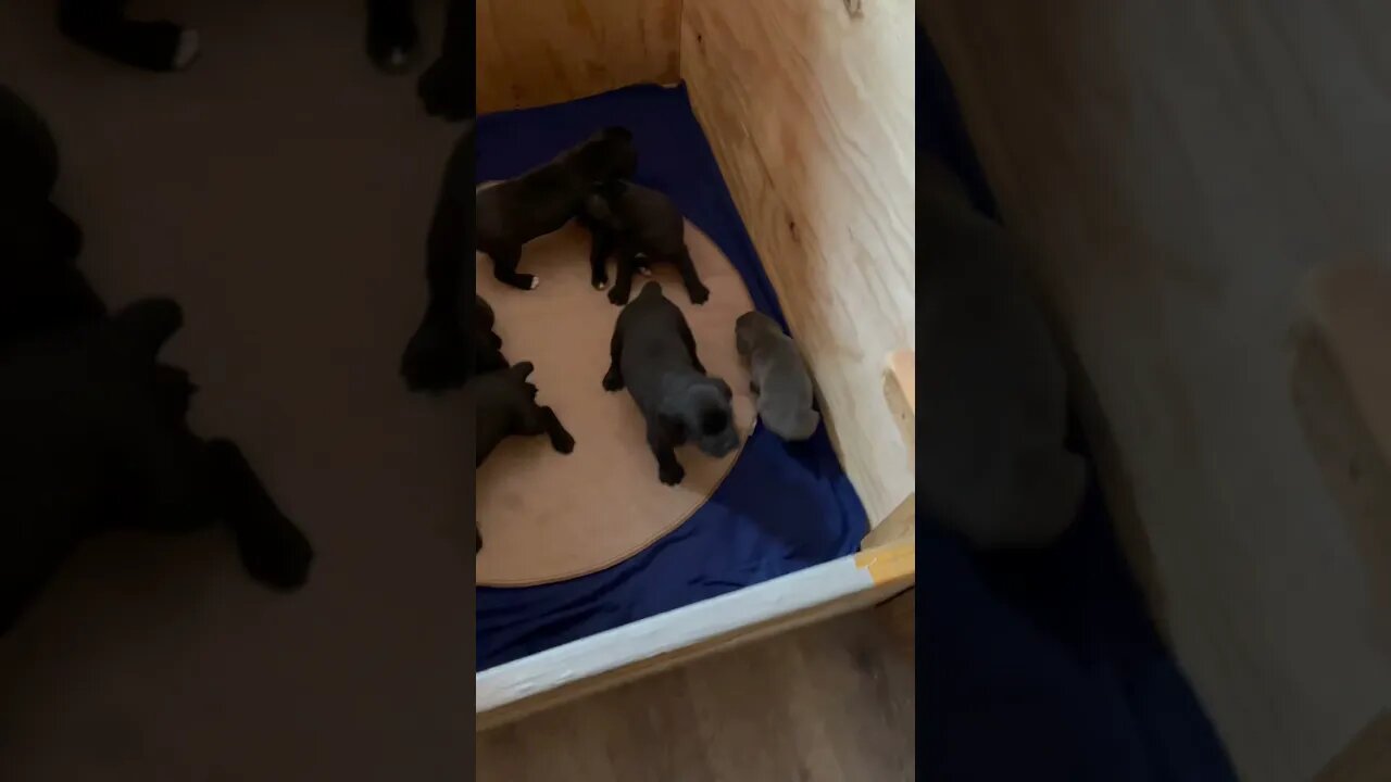 Cane Corso puppies