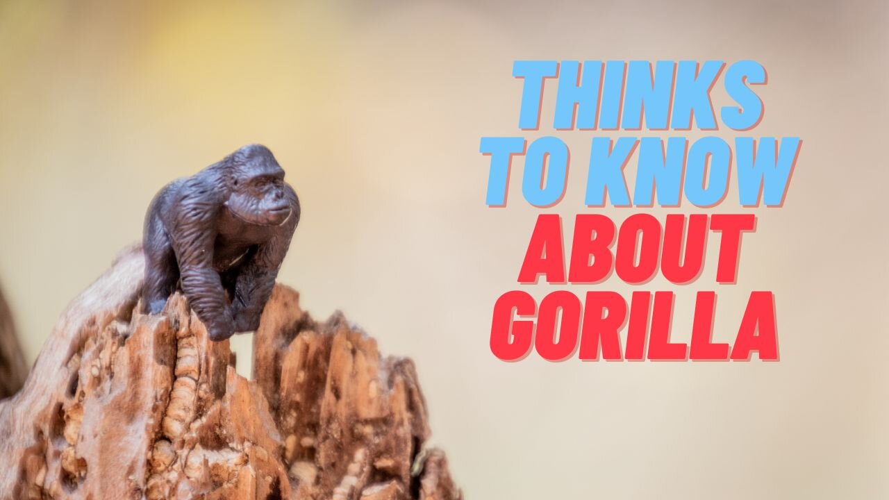 Animated teaching for Kids about GORILLA