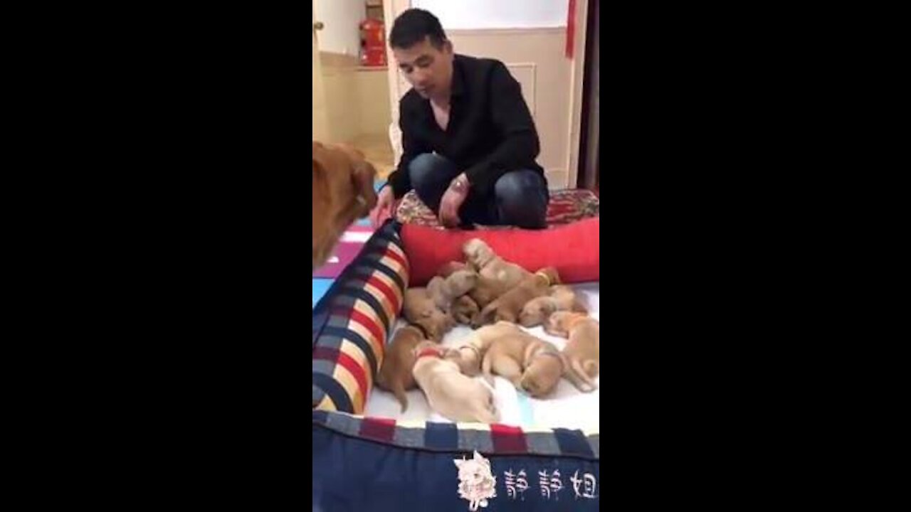 Adorably Smart Mother Dog Tries To protect her puppies!!!