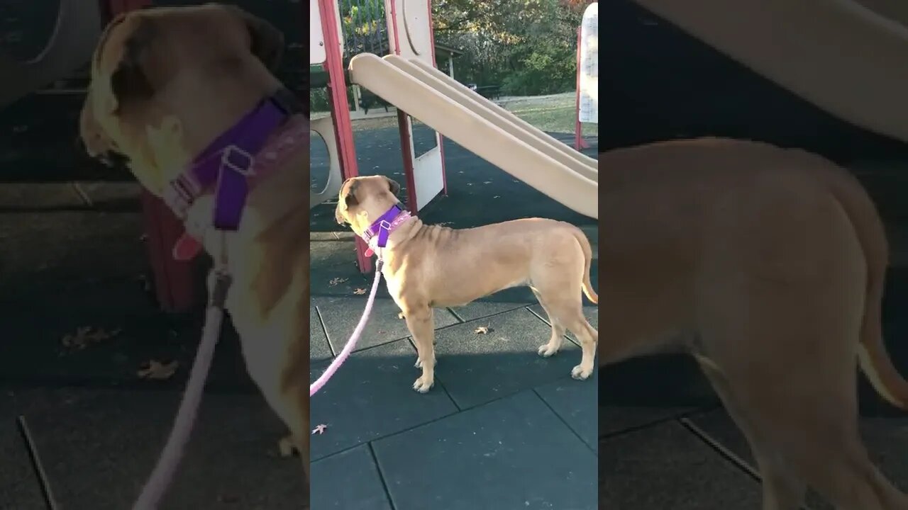 Roxanna at the park. LonelyCreek bullmastiff