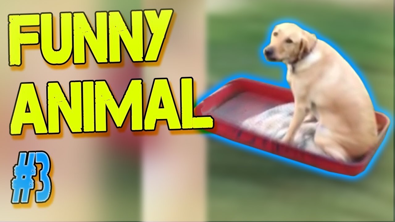 Best Funny Animal Videos Of The 2022 | Funny Moments #bastfails2022