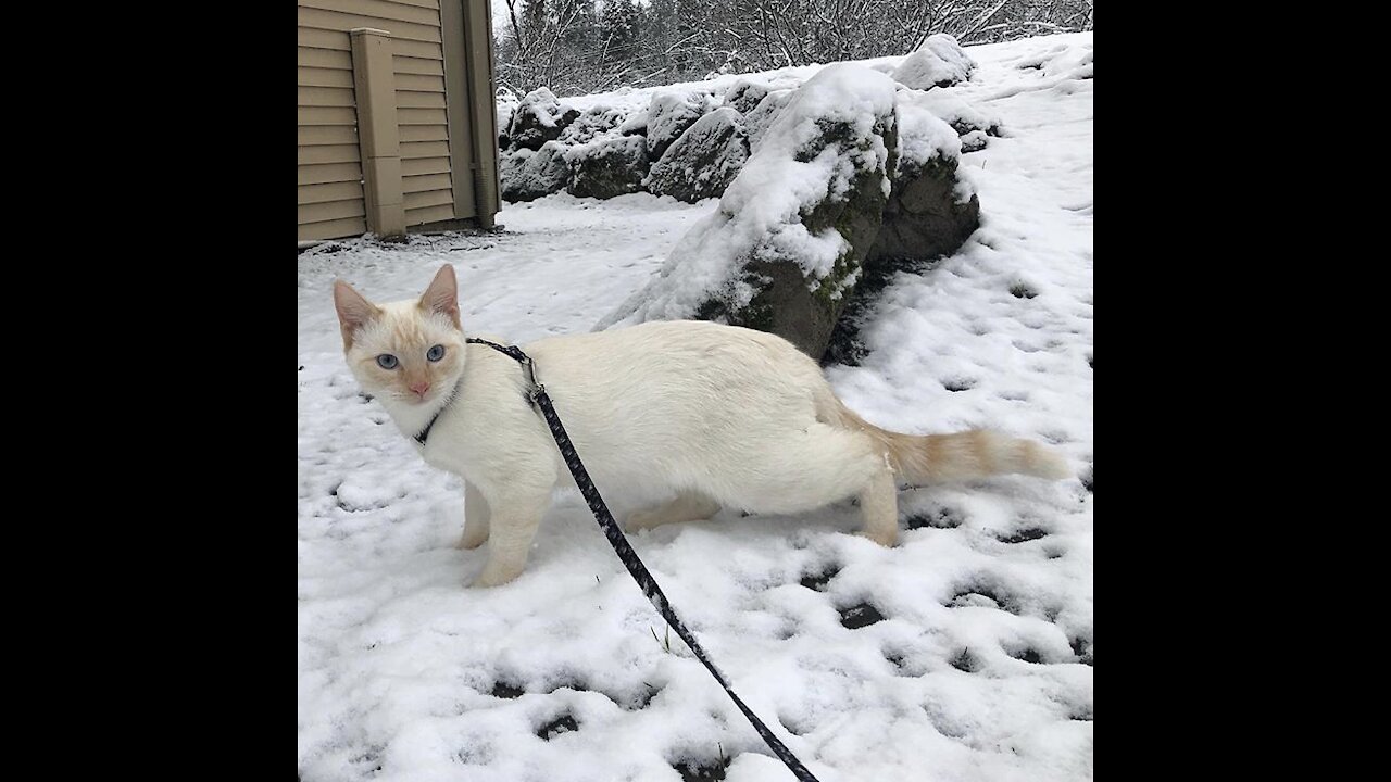 Crash our flame point Siamese on a walk!