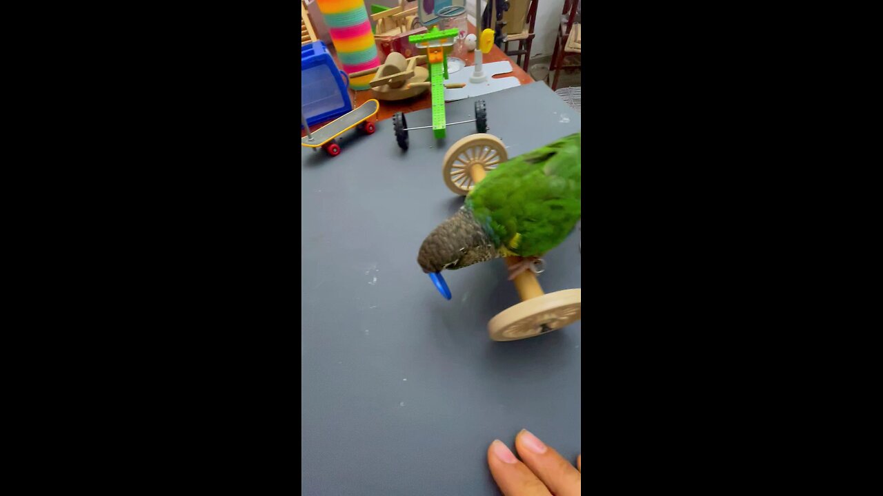 very talented parrot video