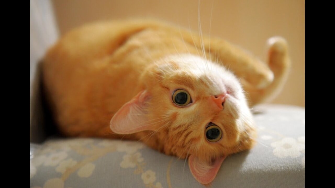 cat lounges lazily, play flipping just like you🥰
