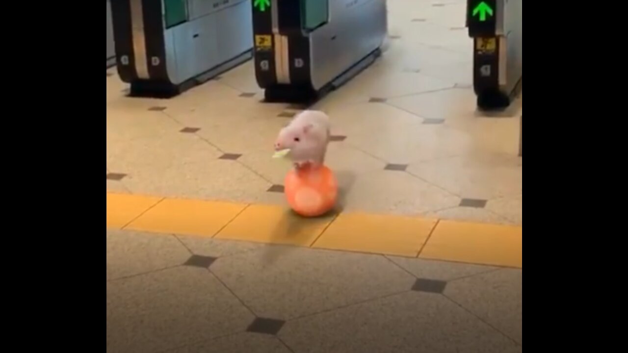 Cute Pig Walking on a Ball