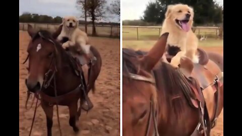 Naughty Dog Enjoying the Ride on the Horse 😂😂