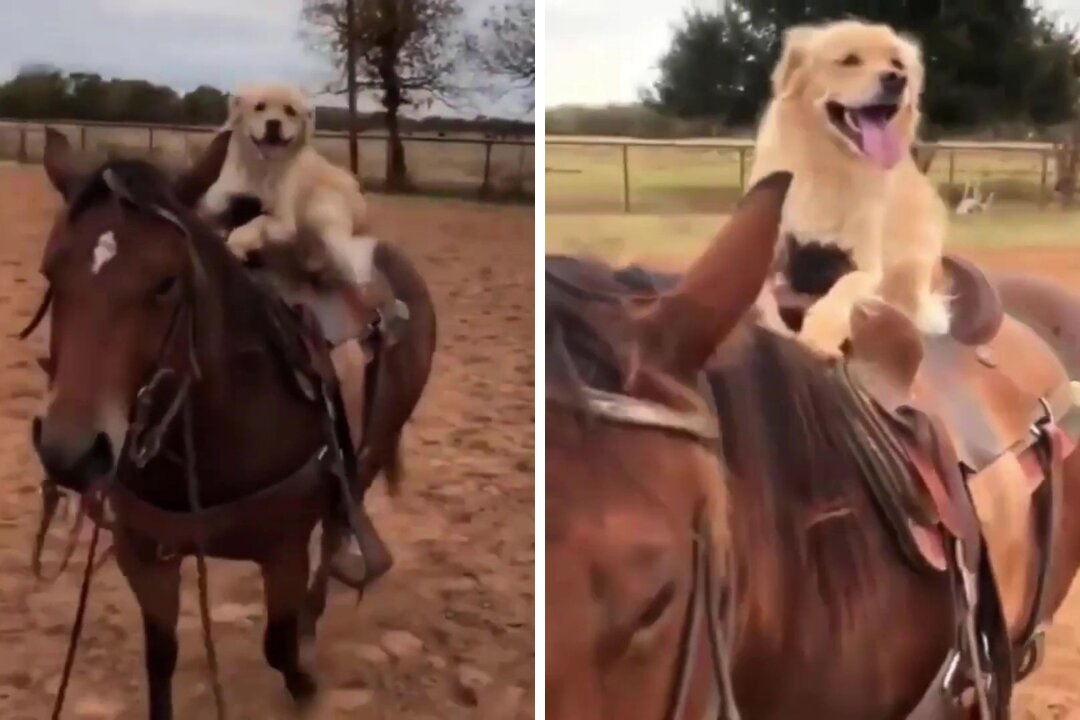 Naughty Dog Enjoying the Ride on the Horse 😂😂