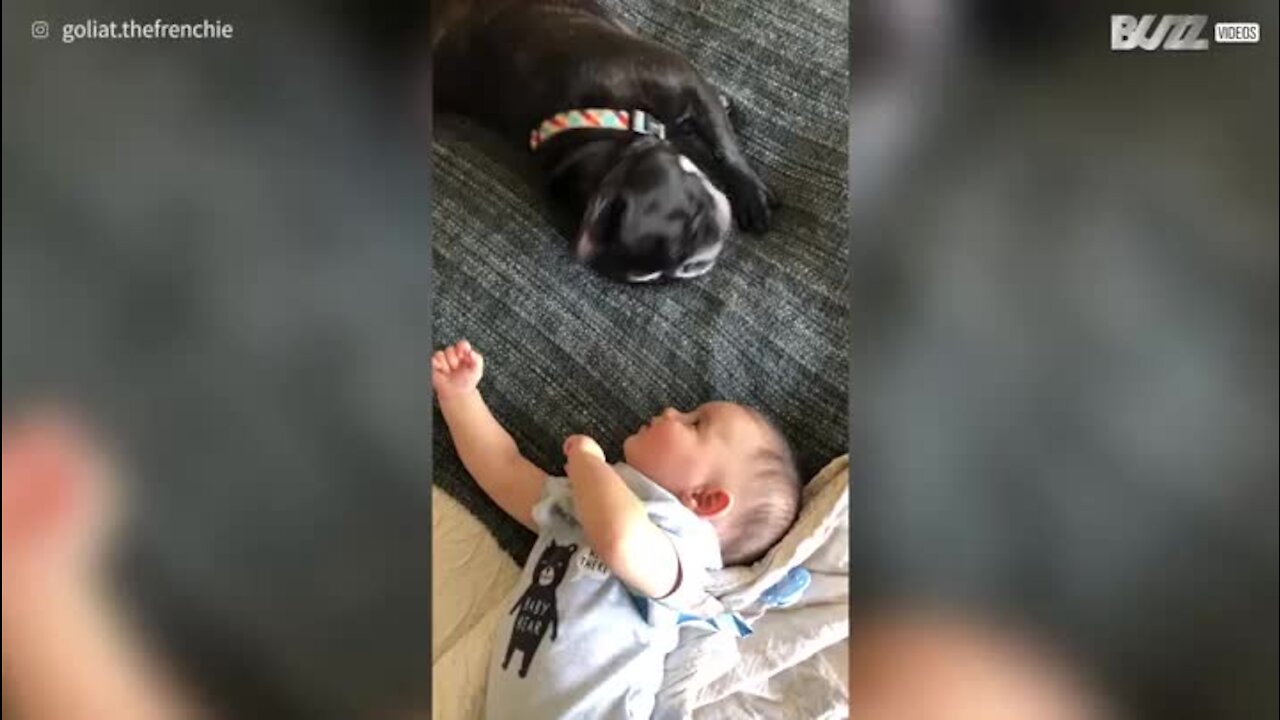 C'est l'amour fou entre ce bébé et son bouledogue français!