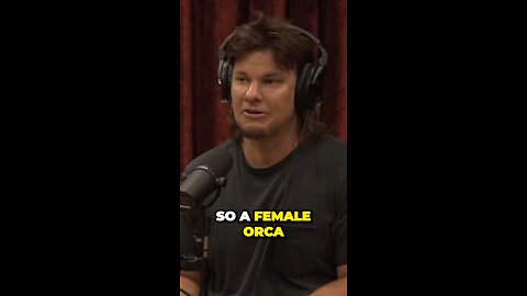 Joe Rogan and theo von talk about orca whales