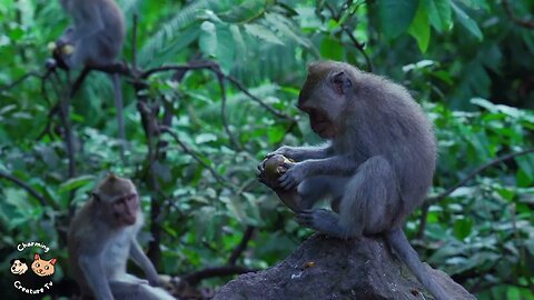 Cute golden monkey eat his favorite fruit #animals #monkey