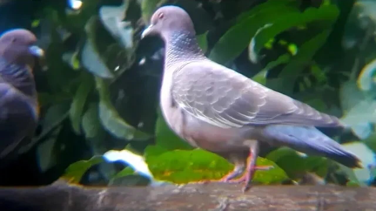 Pombas em busca de diversão Columbídeos columbiformes pombos
