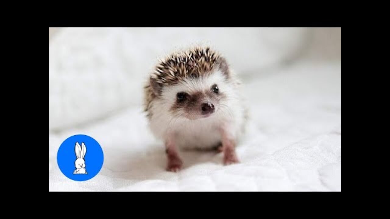 Cute Little Hedgehogs Compilation / TRY NOT TO AWW!