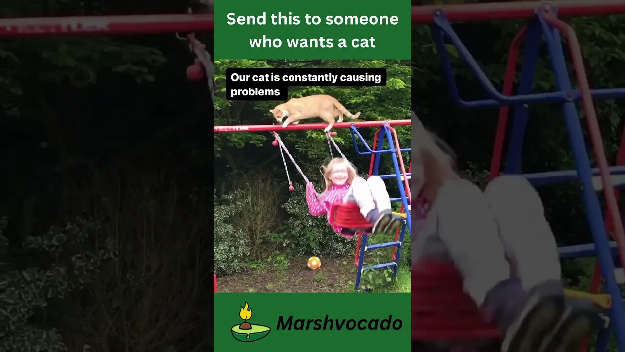 Send this to someone who wants a cat #shorts #marshvocado #cat #funny #memes #fyp #trending