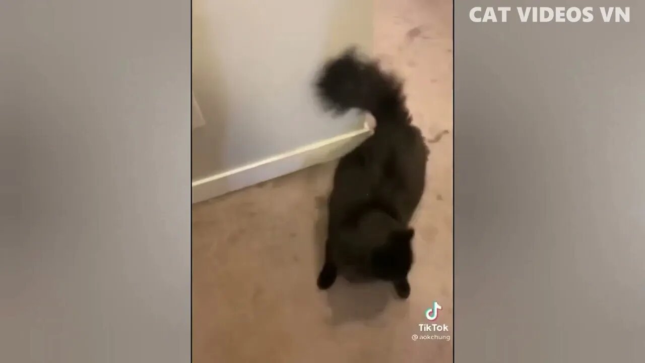 funny pets/animals