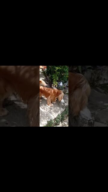 #dogshow , #animals , #dogs , #shorts