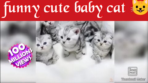 More cat-Funny Cute Baby cat Compilation