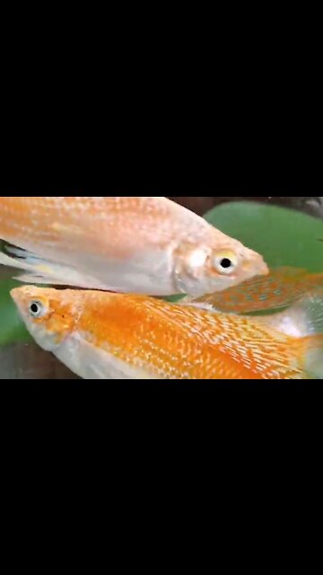 molly fish