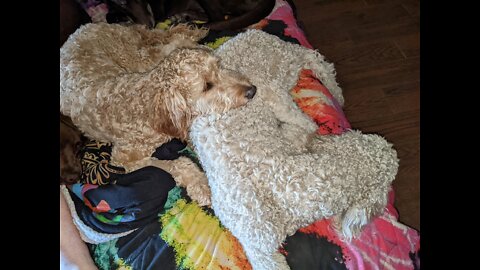 They almost killed my dogs! Bayliff Veterinary Services of Tuttle, Oklahoma. INCOMPETENT!