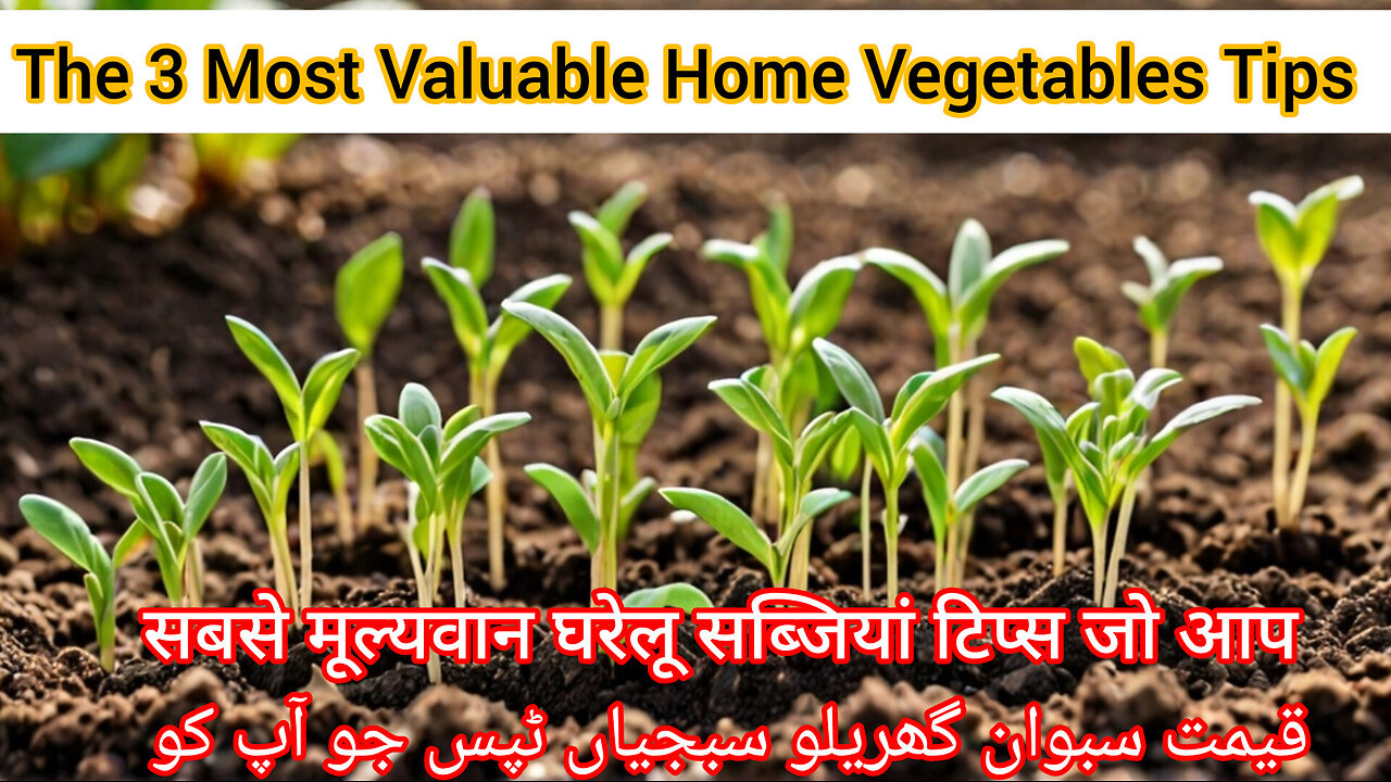 The Most Valuable Home Vegetables Tips That You