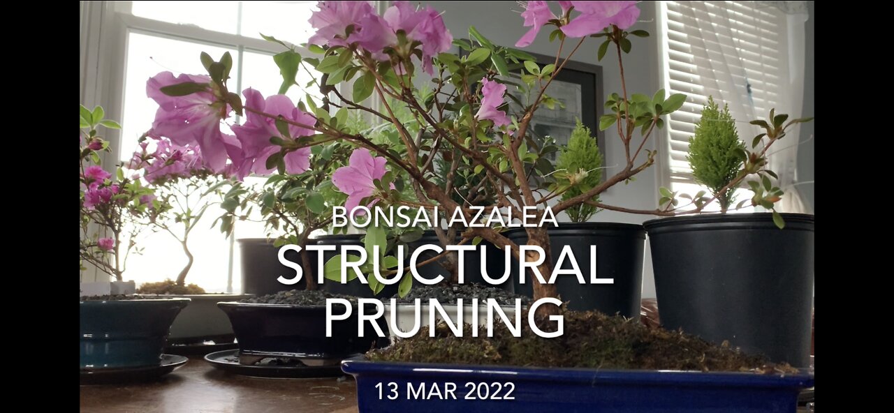 Structural Pruning Bonsai Azalea