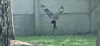 Hawk sighting and the circle of life.