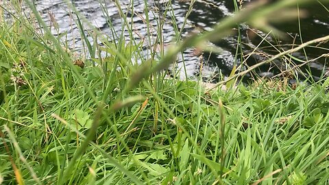 Swan with 7 Cygnets, Union Canal