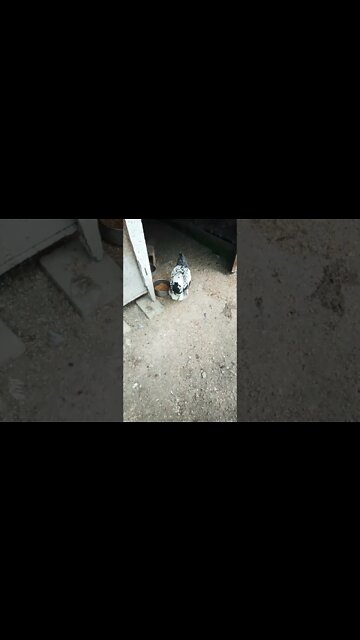 Good morning Rhiannon Rusty and P2 25th November 2022