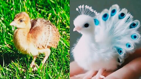 Baby peacock walking with its mother