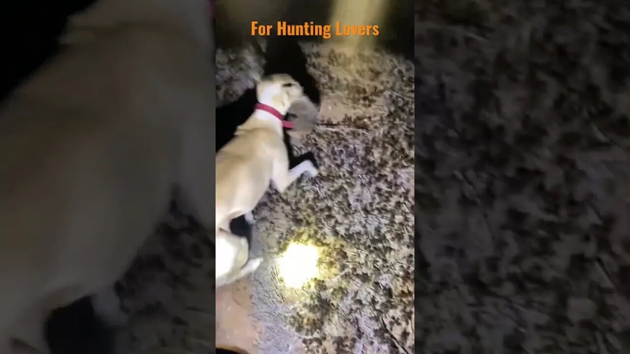 Hunting at Night 🧐 Greyhound 🐕 chasing Hare 🐇 Galgos y Liebres الكلب السلوقي يصطاد أرنب بري