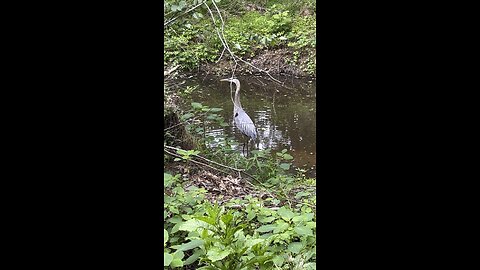 Heron having a walkabout