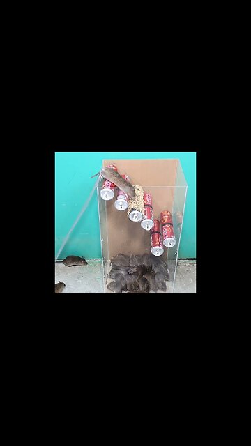 Best mouse trap ideas -the best mouse trap