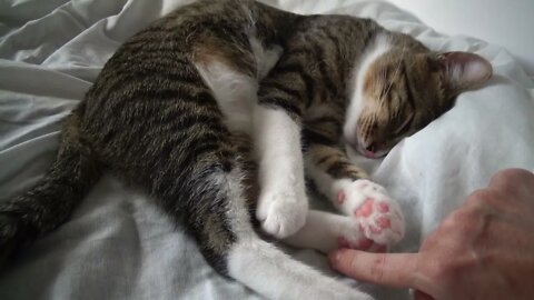 Sleepy Kitty Lets Me Touch His Little Paws