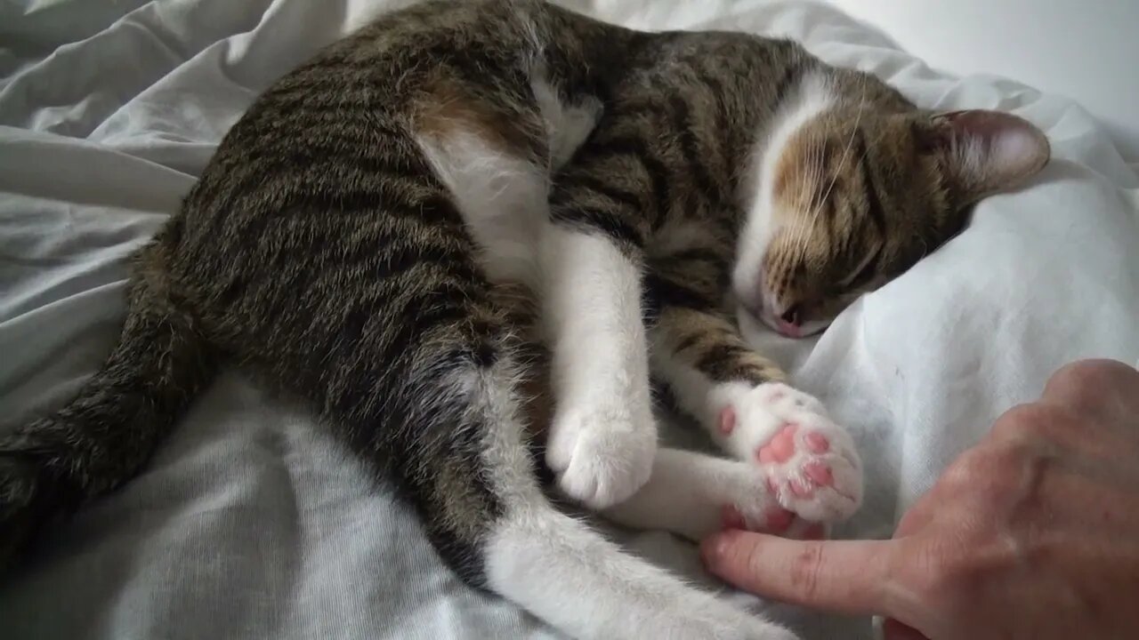 Sleepy Kitty Lets Me Touch His Little Paws