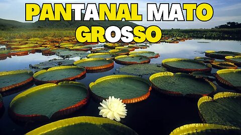 Panatal Mato Grosso