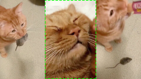 The cat cheated because of the chocolate Funny Moment - Animalden
