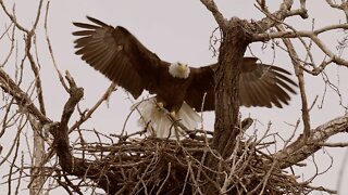 Bald Eagles at Sunset Bay, White Rock Lake, Sony A1/Sony Alpha1, 4k