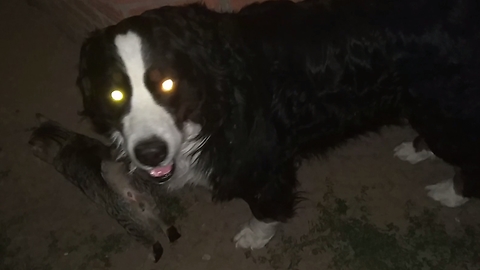 Late Night Rendezvous - Bernese Mountain Dog and Cat