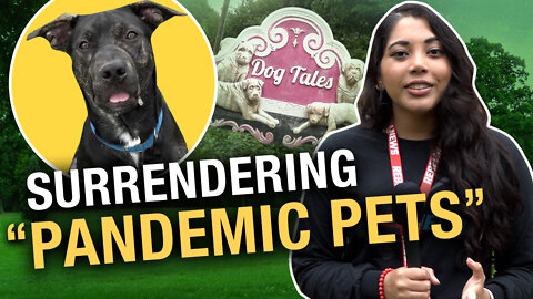 Heartbreaking! Dog Rescue reacts to 'pandemic pets' being surrendered
