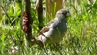 IECV NV #112 - 👀 Sparrows Trying Out The New Water Hole 6-21-2015