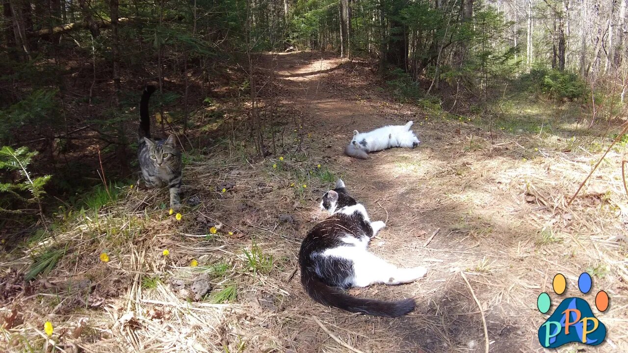 Season 2: Episode 1: Cat Adventures.