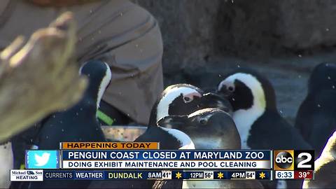 Penguin exhibit temporarily closed for maintenance at Maryland Zoo