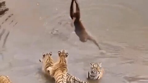 Watch the Heart-Stopping Moment: Monkey Outsmarts Tigers with Aerial Escape Over Water!