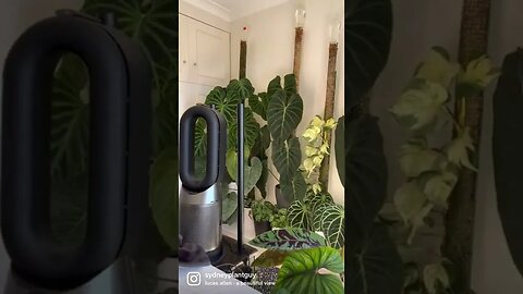 Brad & Plants are the best thing to wake up to 😻