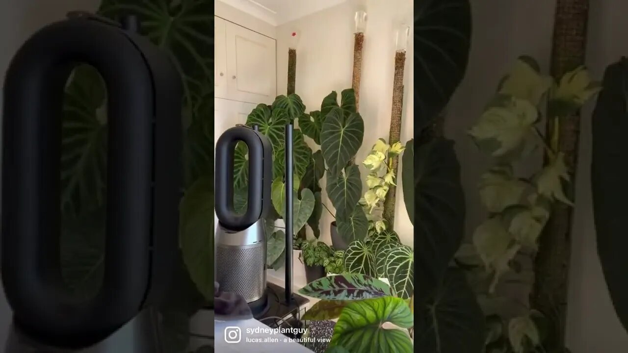 Brad & Plants are the best thing to wake up to 😻