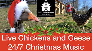 Live Chicken and Geese Cams | 24/7 Christmas Music